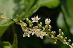 Buckwheat vine